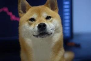 Shiba Inu Burn Rate Explodes 856%, But Why Is SHIB Still Dropping?