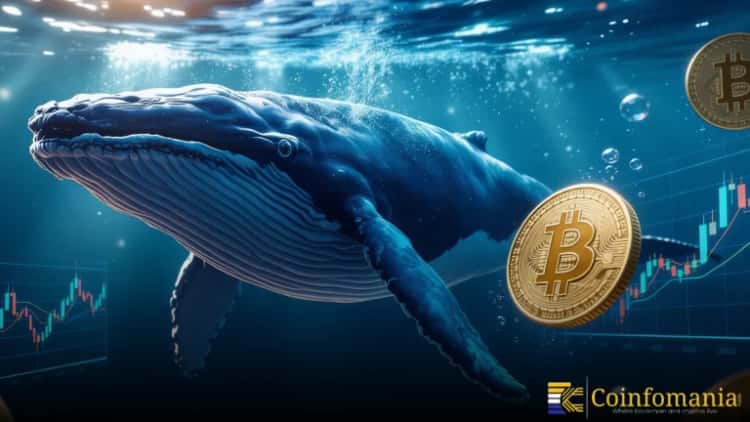 Bitcoin Whale Wallets Near 20,000 as Big Players Double Down During the Dip