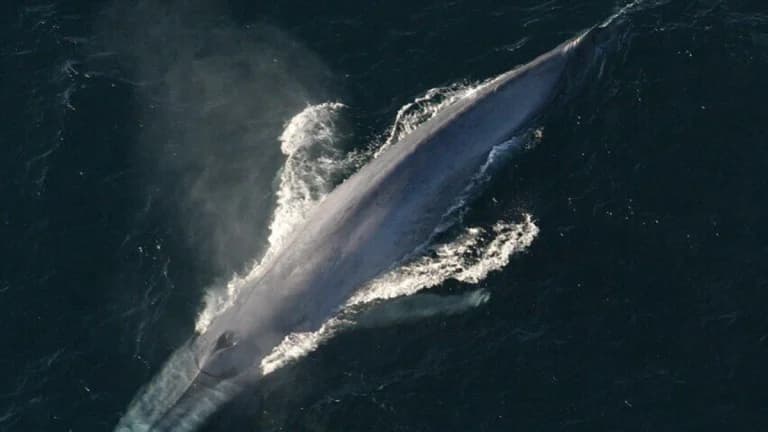 Bitcoin Whale Sells 800 BTC — Here’s Why It Matters
